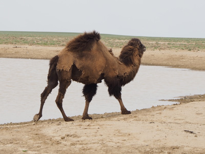 Passing camel, as we head towards the Sea, Aral Sea, Kazakhstan 2015